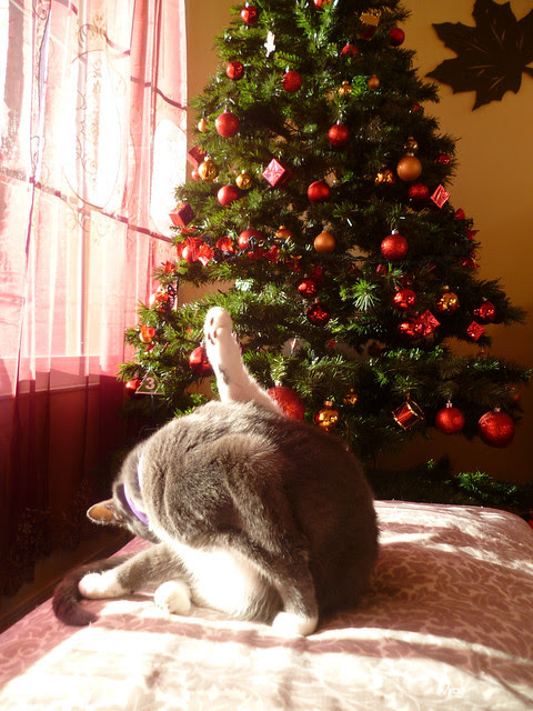 2012_12_29 055