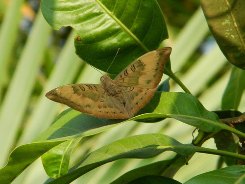 Common baron butterfly