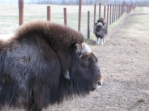 Musk Ox Farm