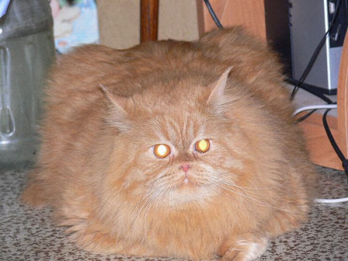 Şişman kediler Blog Herşeydir 2016™