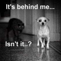 Funny Scared Dog Caption Picture