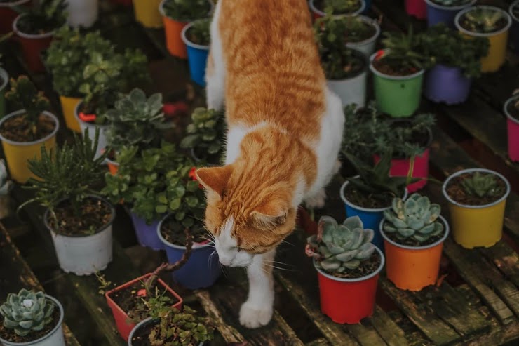 Отровни за котките цветя и растения | Подай лапа! Българска Национална  Платформа за Спасяване на Животни