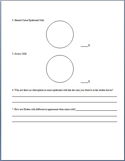 33 Microscope Lab Worksheet Answers - Worksheet Project List