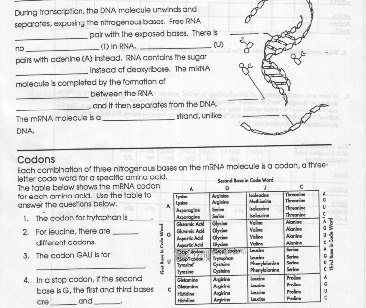 Biology Transcription And Translation Practice Worksheet Answers - Dna