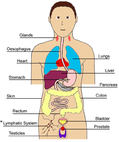 Human Body Organ Map