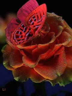 Шикарная роза с бабочкой