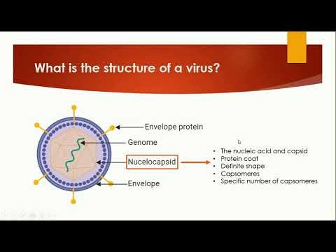 What is the Structure of a Virus? | History and Characteristics