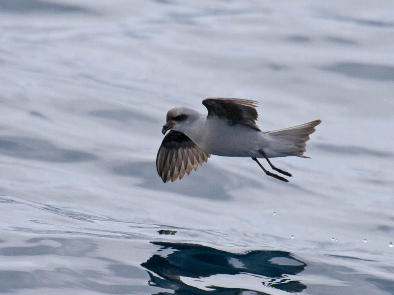 Fork-tailed Storm-Petrel Fork-tailed Storm-Petrel