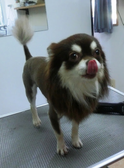 最高かつ最も包括的なチワワ 可愛いカット 最高の動物画像