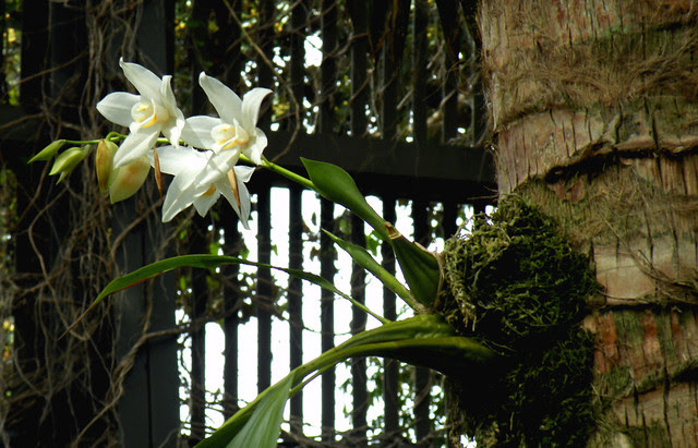 Orchid Growing Out of Tree