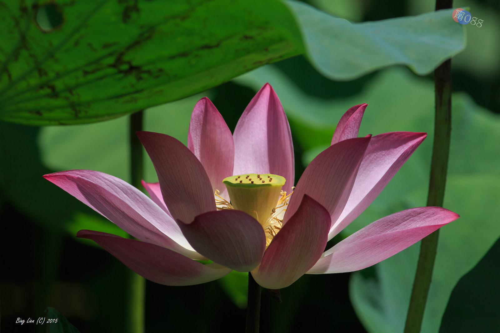WATER_BING2725_LR
