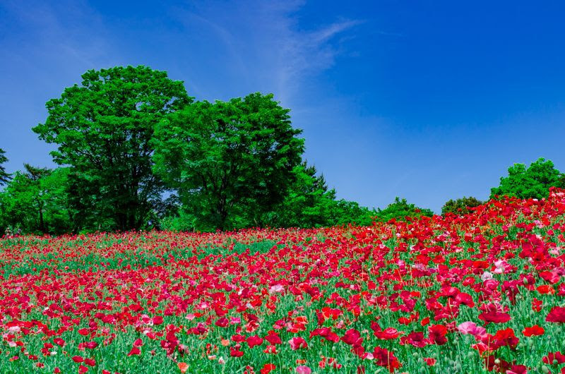 すべての美しい花の画像 50 花公園東京