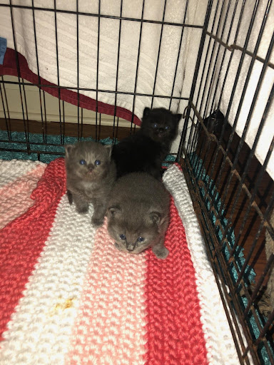 My Maine Coon World