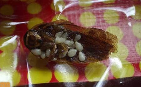 barata