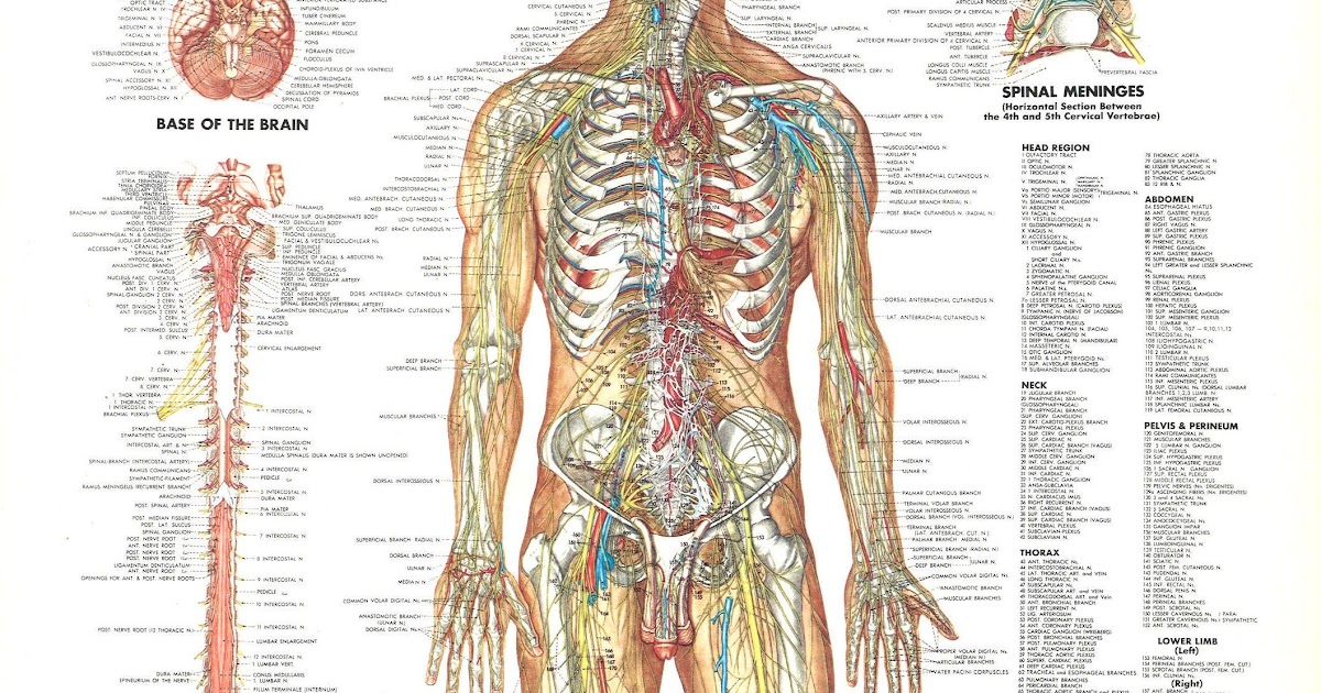 Nervous System Diagram For Kids / Learn Human Body Nervous System Youtube