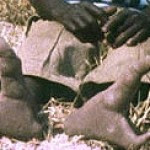 ostrichpeoplefeet