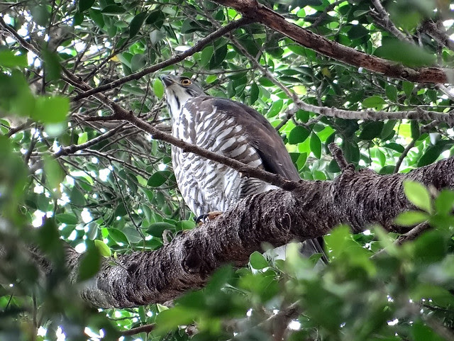 鳳頭蒼鷹/無限台南