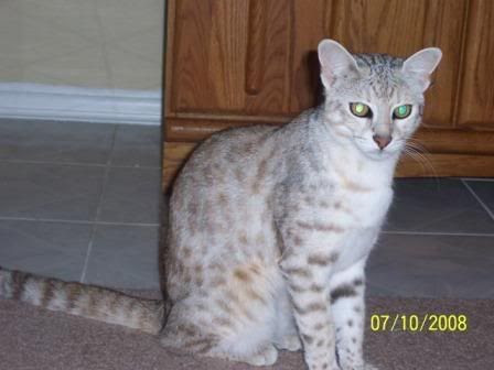 F1 Safari cat - Lilly