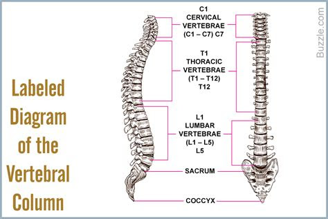 list  bones   human body  labeled diagrams