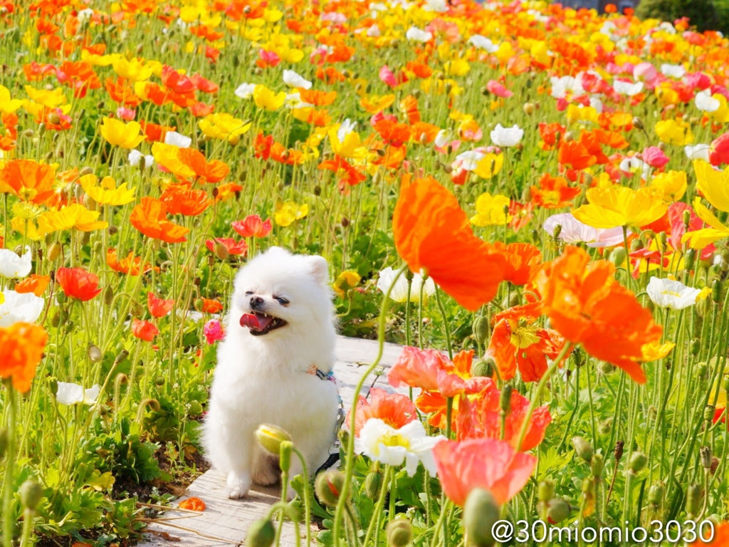 最高のポメラニアン 壁紙 花の画像