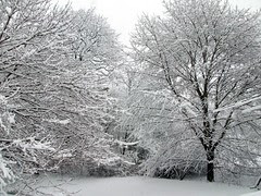 Snow_4111d