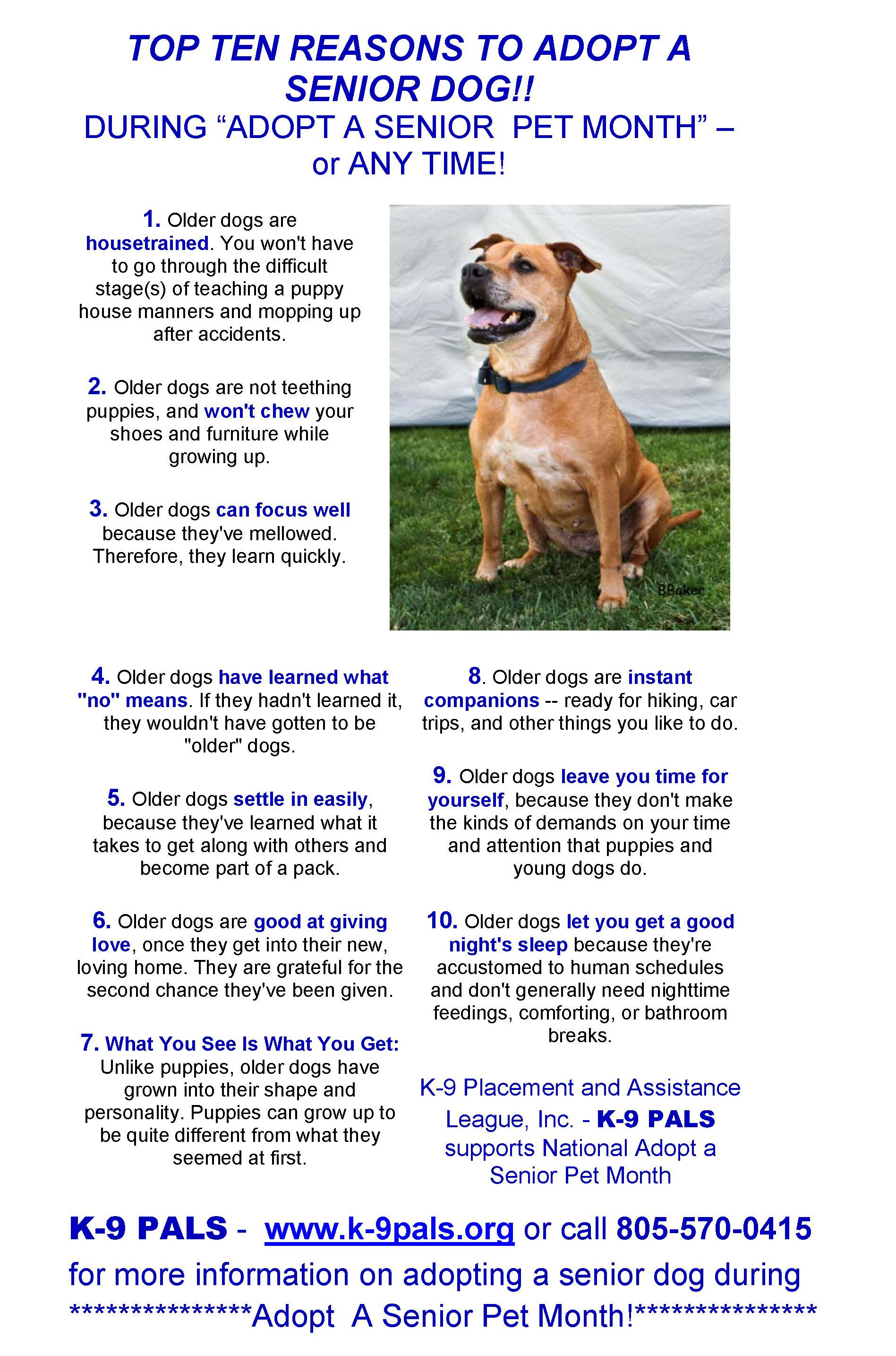 Senior Dogs For Adoption Near Me The W Guide