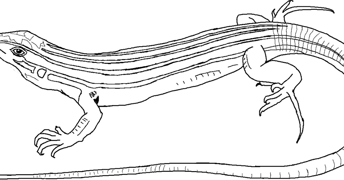 free-printable-lizard-coloring-pages-for-kids-throughout-reptile-zoe-pinterest-lizards
