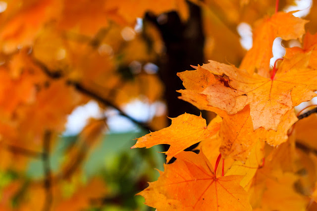 Roter Herbst