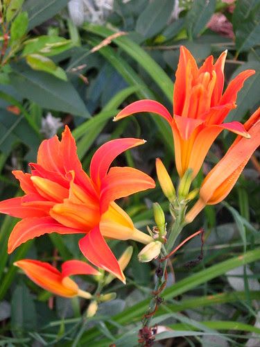 Lillies