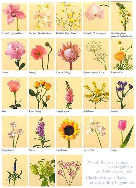 Pictures Of Flowers And Their Meanings - All New Wallpaper