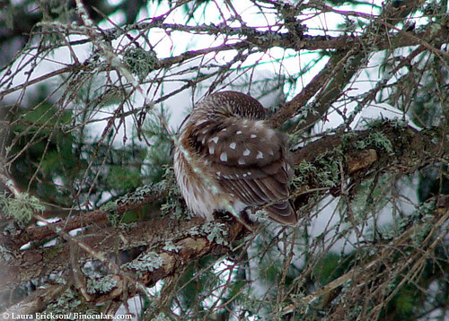 Sleeping Saw-whet Owl