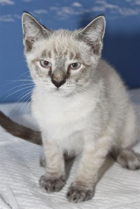 Tabby Point Siamese Cat - British Shorthair