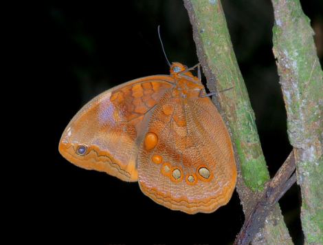 Catoblepia berecynthia unditaenia