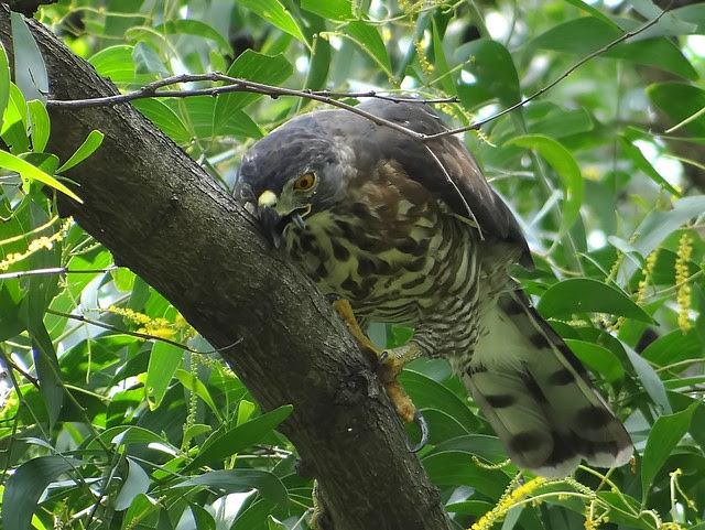 鳳頭蒼鷹/無限台南