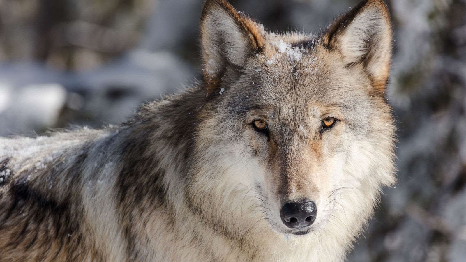 Grey wolves infected with this parasite are more likely to become pack leaders, scientists say
