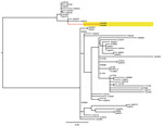 Thumbnail of Midpoint-rooted phylogenetic tree of published whole-genome sequence data from D23580-like Salmonella enterica serotype Typhimurium sequence type 313s from Malawi based on 204 informative single-nucleotide polymorphisms. A54285 and A54560, highlighted in yellow on a red branch, are indistinguishable. Scale bar indicates nucleotide substitutions per site.