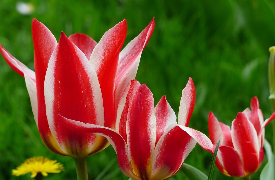 Gambar Bunga Tulip Warna Putih Gambar Terbaru HD