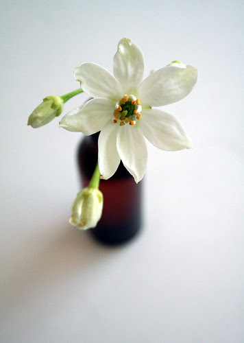mock orange