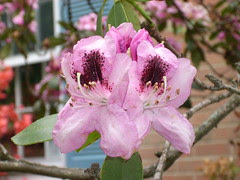 Pale Pink Rhododendron