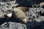 Fur Seal
