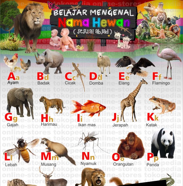 Nama Hewan Huruf X