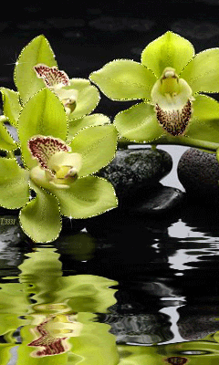Нежная орхидея на камнях