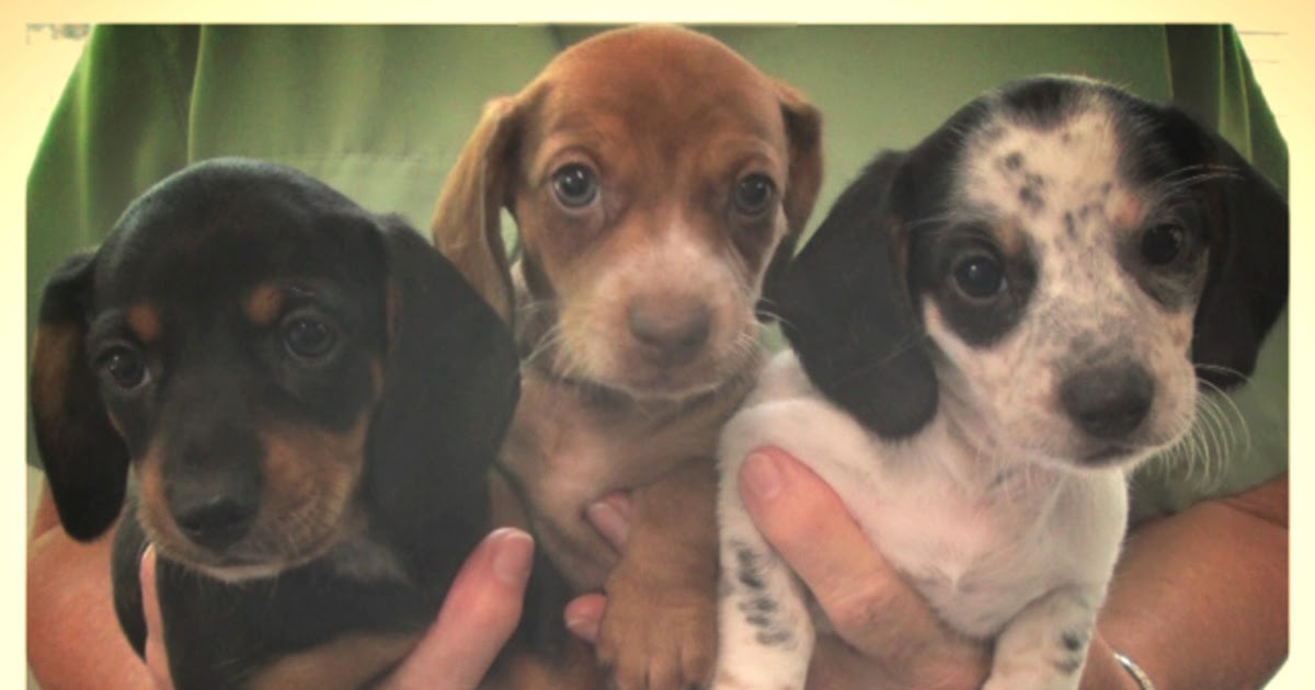 Miniature Dachshund Puppies Indiana / Dachshund Puppies