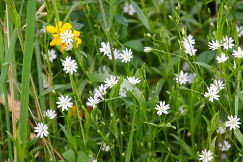 wildflowers near Windermere