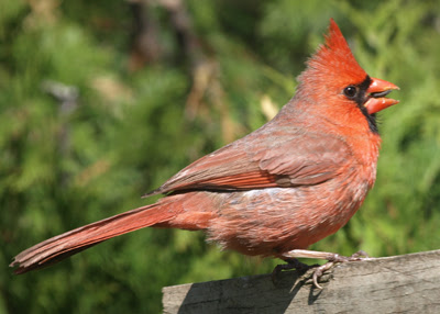 Cardinal