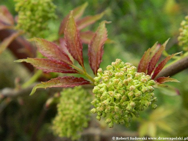 bez koralowy 'Plumosa Aurea' bez koralowy 'Plumosa Aurea'