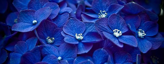 トップ100 Iphone6 紫陽花 壁紙 最高の花の画像