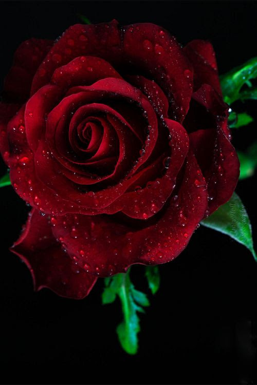 Red Wine Rose by Tracy Hall