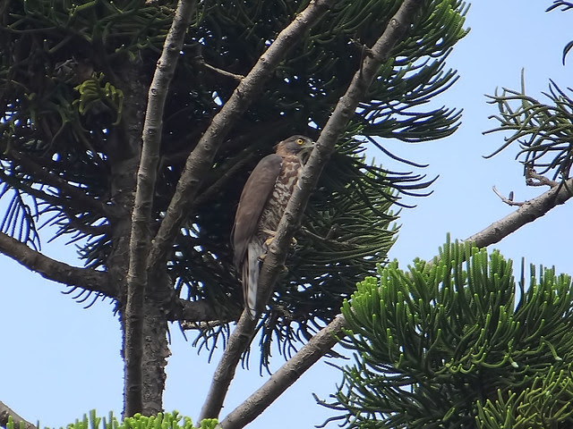 鳳頭蒼鷹/無限台南