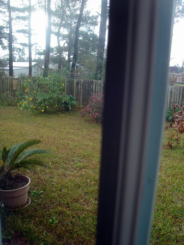 My View into the Backyard